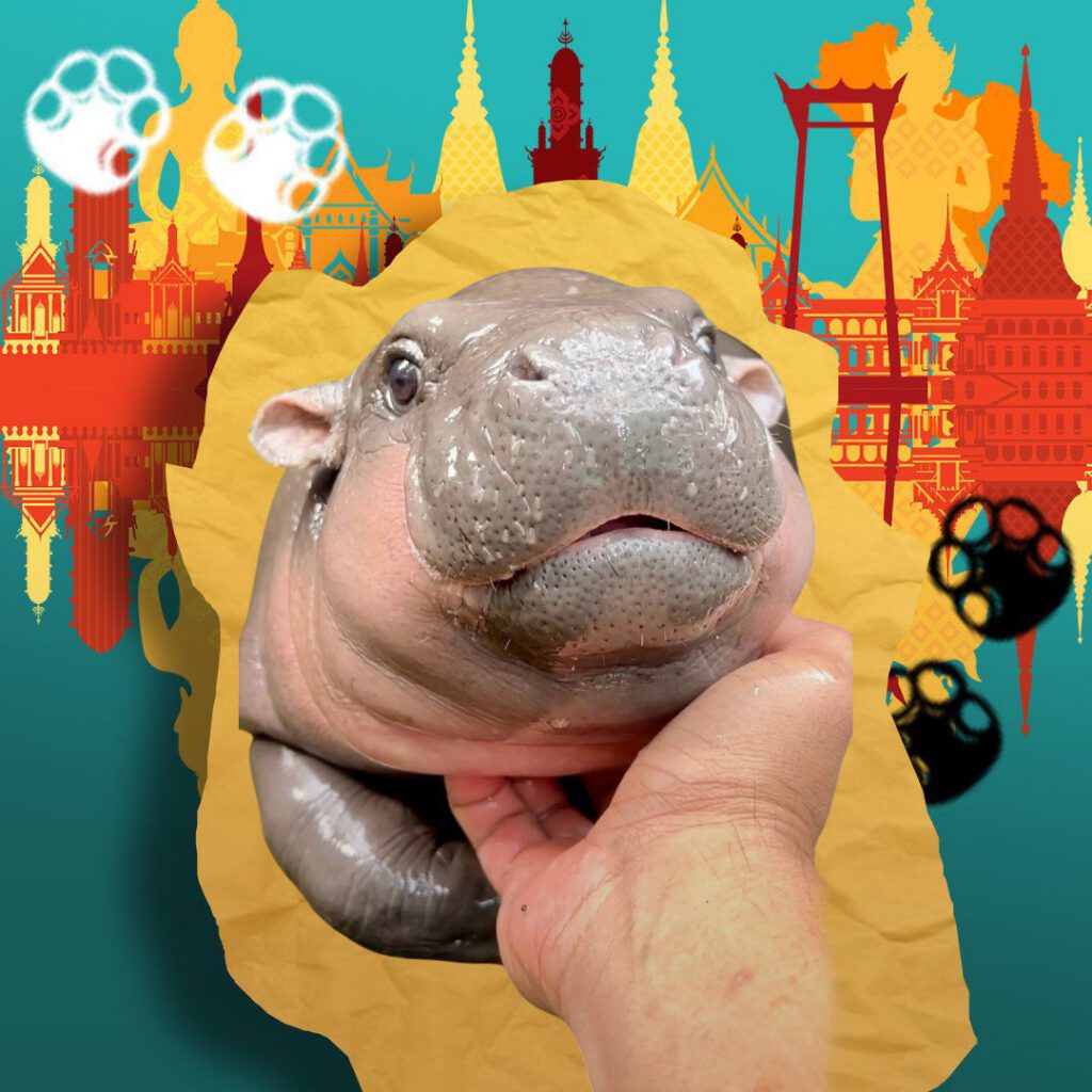 Moo Deng Pygmy Hippopotamus
